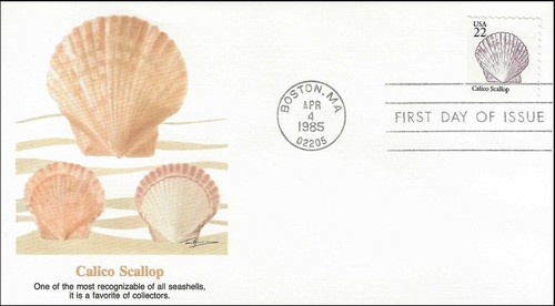 Seashells calico scallop - calico,