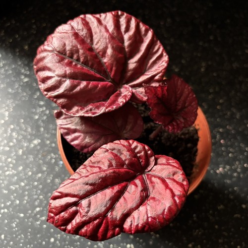 Begonia rex red inca - begonia,