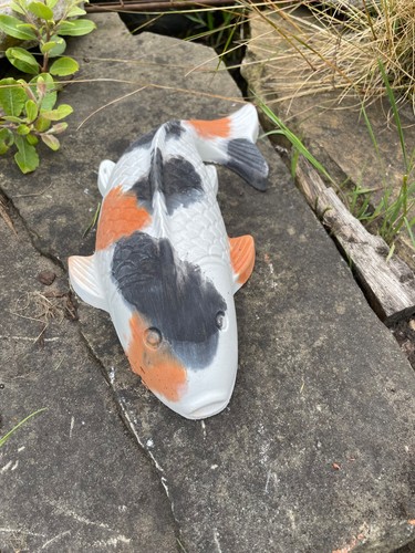 Large hand cast koi carp - , fish
