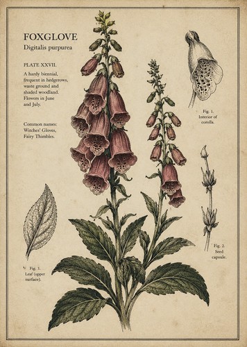 Foxglove print vintage - foxglove,