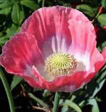 POPPY Wild Flower THE GIANT' P