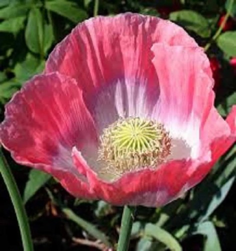 Poppy wild flower - poppy,