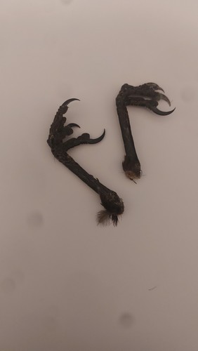 Pair dried crows feet - of,