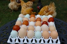 Plastic Egg Tray BEC Various