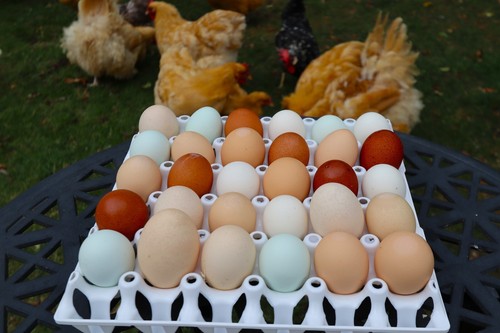 Plastic egg tray bec - plastic,