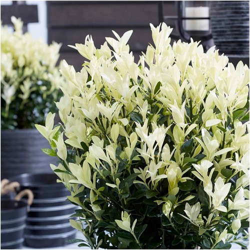 Euonymus japonicus himalaya - japonicus, 'himalaya'