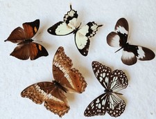  Butterfly Collection Set x5