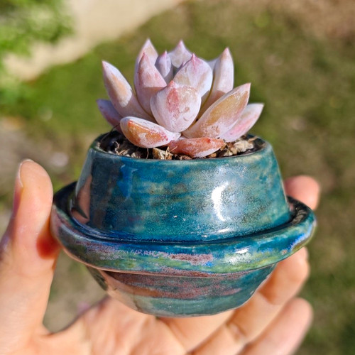 Succulent handmade ceramic - handmade,