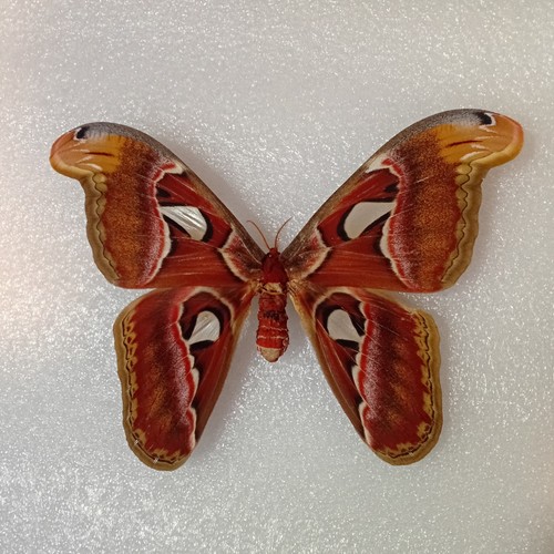 Attacus atlas giant - attacus,