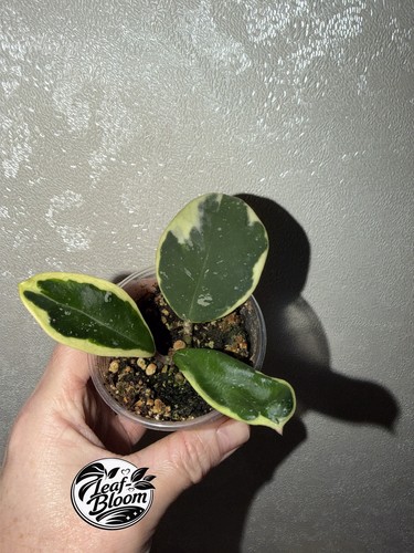 Hoya obovata albomarginata - obovata,