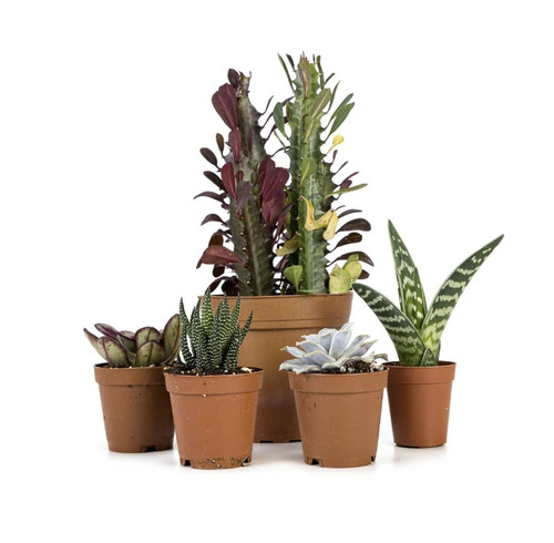 Desert plant kit - kit, 24x18,
