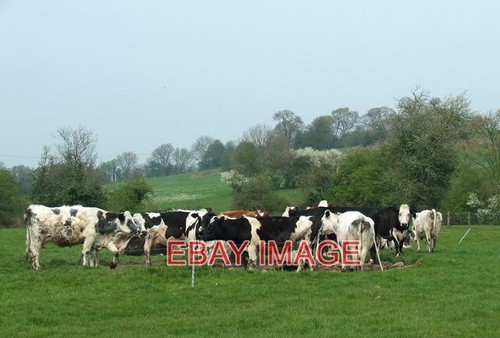 Photo cattle near - photo, heron's