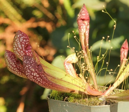 Live carnivorous pitcher - carnivorous, plant