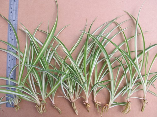 Baby spider plants - 10, plants.
