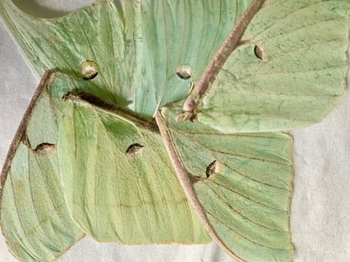 Lot 6pcsgreen luna moth wings - lot,