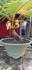 1x Indoor Palm Coconut Bonsai
