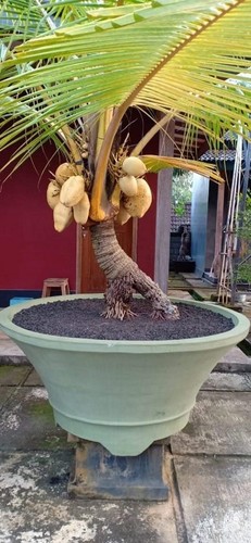 Indoor palm coconut - palm, bonsai