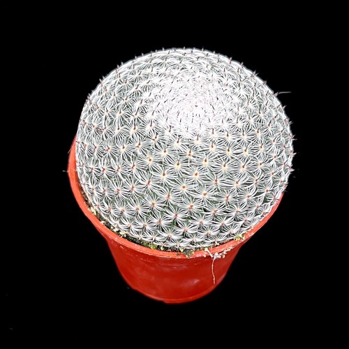 Mammillaria microthele var