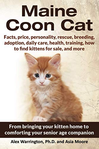 Maine coon cat your ultimate - cat:,