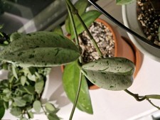 Hoya Carnosa Wilburg Graves Cutting 1 Node 2 Leaves