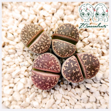 Lithops naureeniae rare living - lithops,