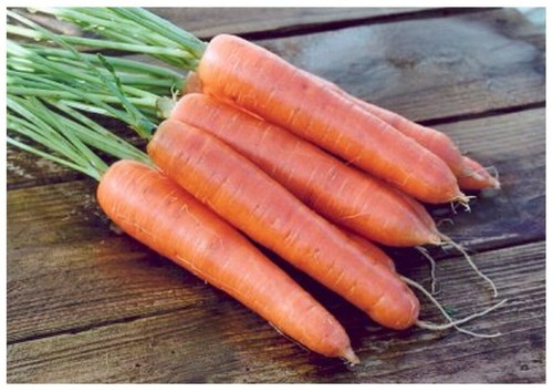 Vegetable carrot eskimo - carrot,