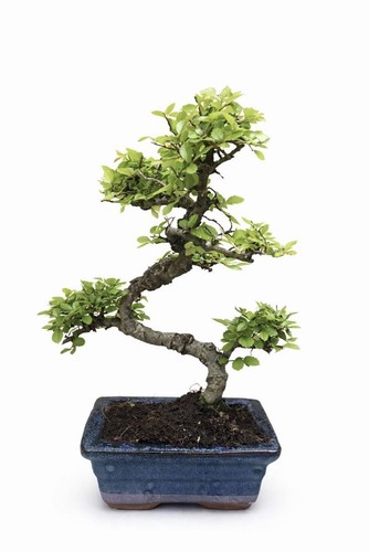 Bonsai chinese elm potted - elm,