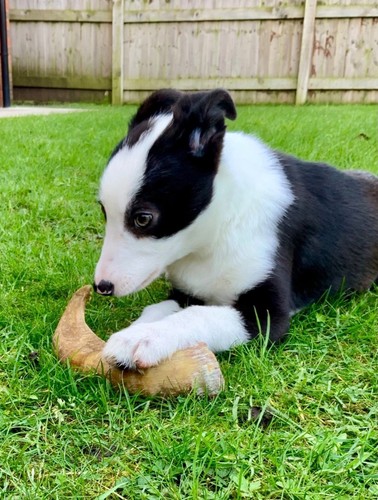 Dog chews icelandic lamb horn - chews,