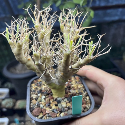 6cm succulent cactus - succulent,