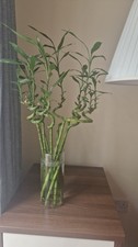 Large lucky bamboo stems - large,