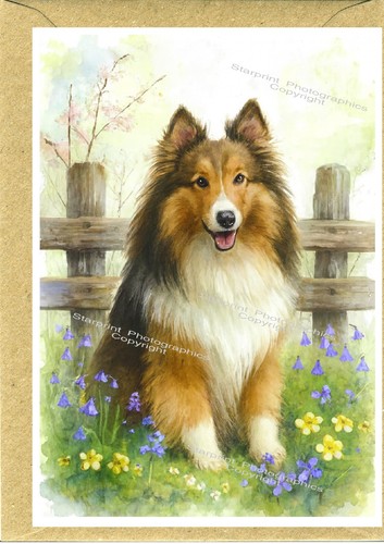 Shetland sheepdog sheltie dog - shetland,