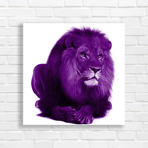 Portrait laying lion square - portrait,
