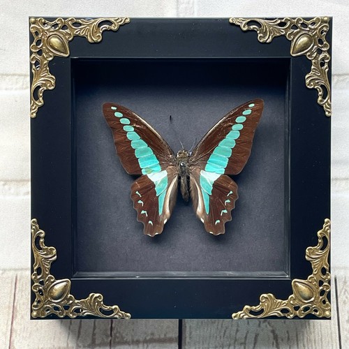 Common bluebottle butterfly - common,