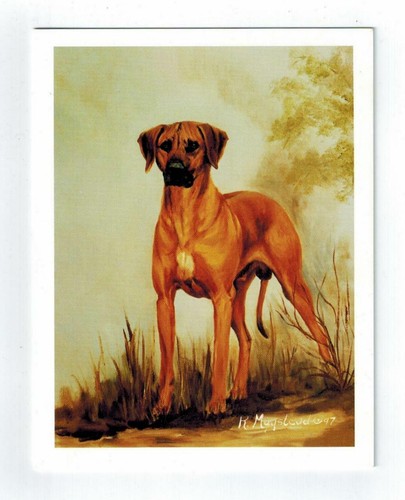 Rhodesian ridgeback standing - rhodesian,