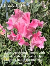 Elizabeths Sweet Pea 40 seeds 2024 highly scented long stems Mrs Bernard Jones