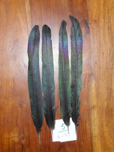 Magpie center tail feathers - magpie,