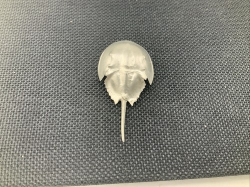 Horseshoe crab pin inches - horseshoe,