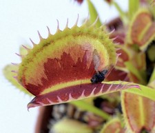 Dionaea Muscipula Venus