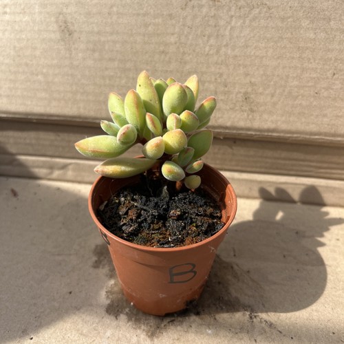 Crassula rogersii succulent - crassula,