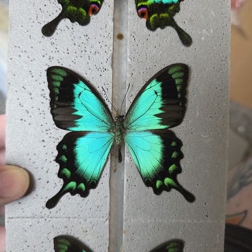 Papilio lorquinianus set - papilio,