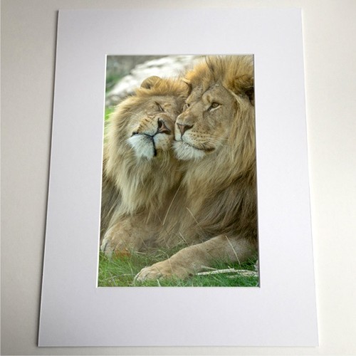 Nuzzling lions brotherly - lions, ‘brotherly