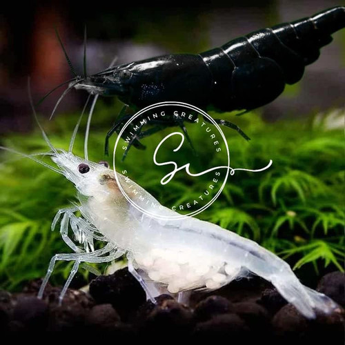 Premium neocaridina shrimp - 10,