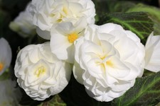 Begonia Double White Tubers