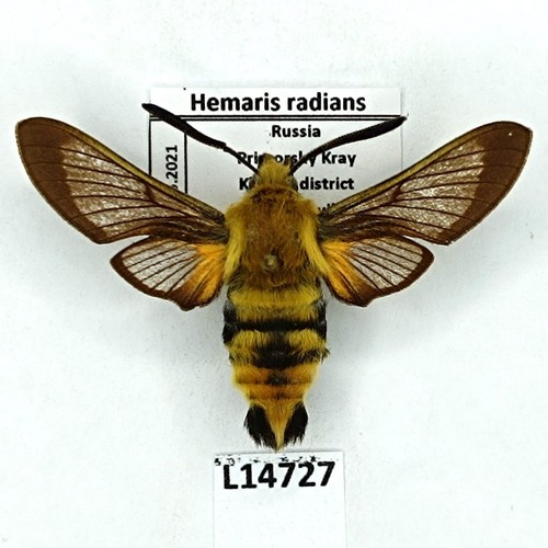 Sphingidae hemaris radians - sphingidae,,