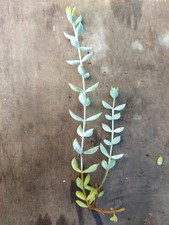 Succulent, trailing- Cotyledon