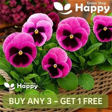 Pansy Swiss Giant Laura Pink