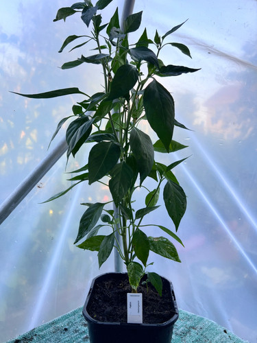 Padron chili plant capsicum - padron, (capsicum
