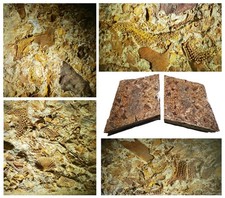 Rare british ordovician - rare,