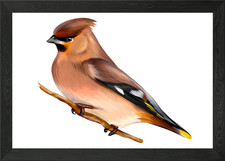 Portrait of a waxwing bird