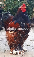 12+ GIANT ~PORCELAIN BRAHMA~